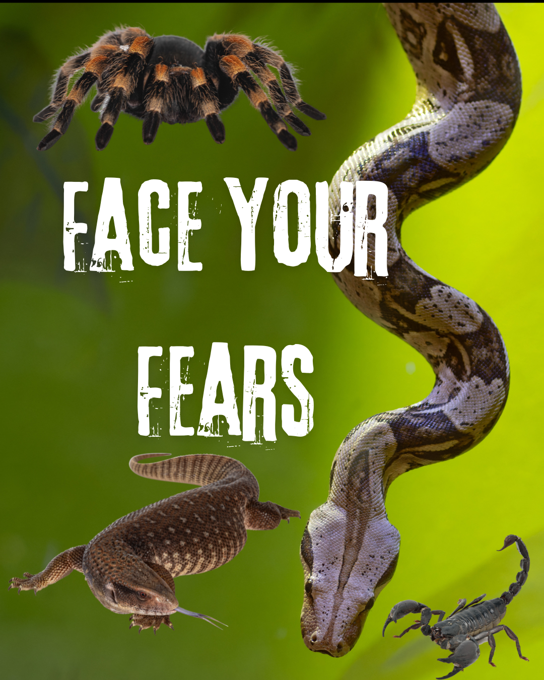 Maxim Park Face Your Fears 
