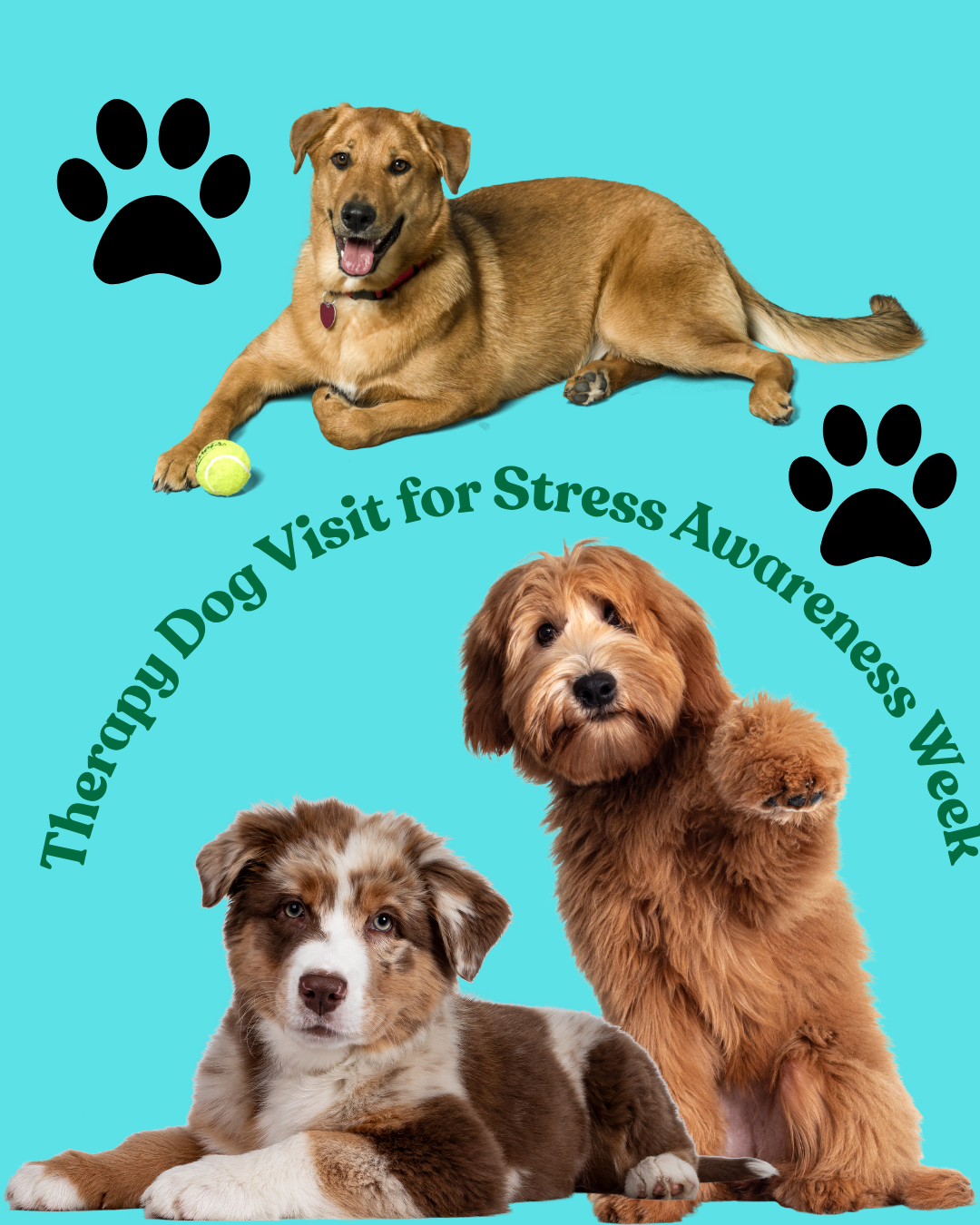 Therapy Dog Visit for Stress Awareness Week