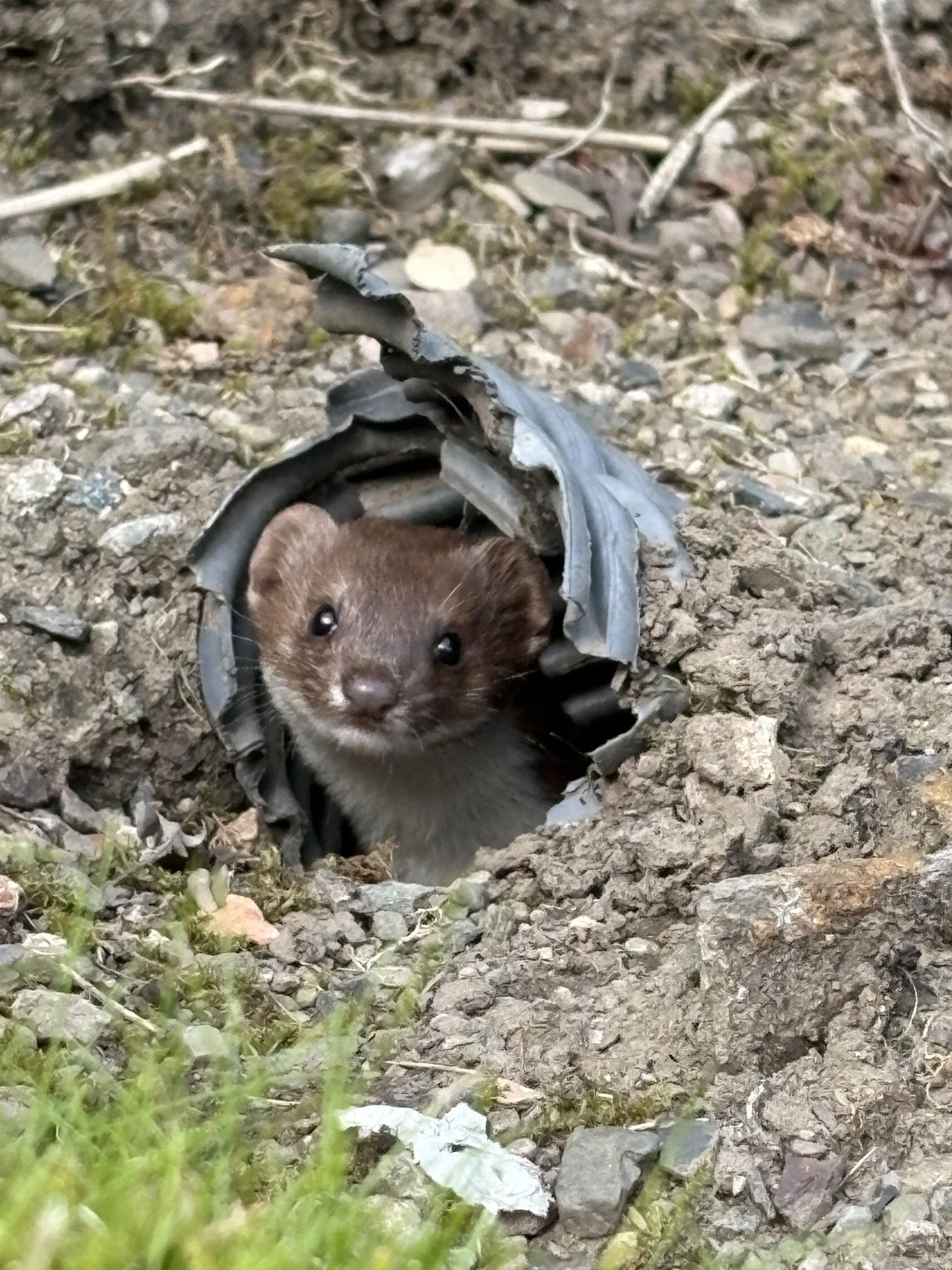 weasel.jfif