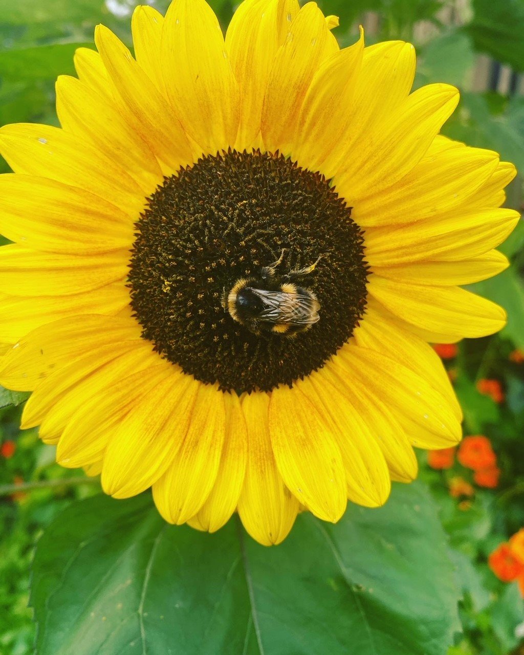 Sunflower bee.jpg