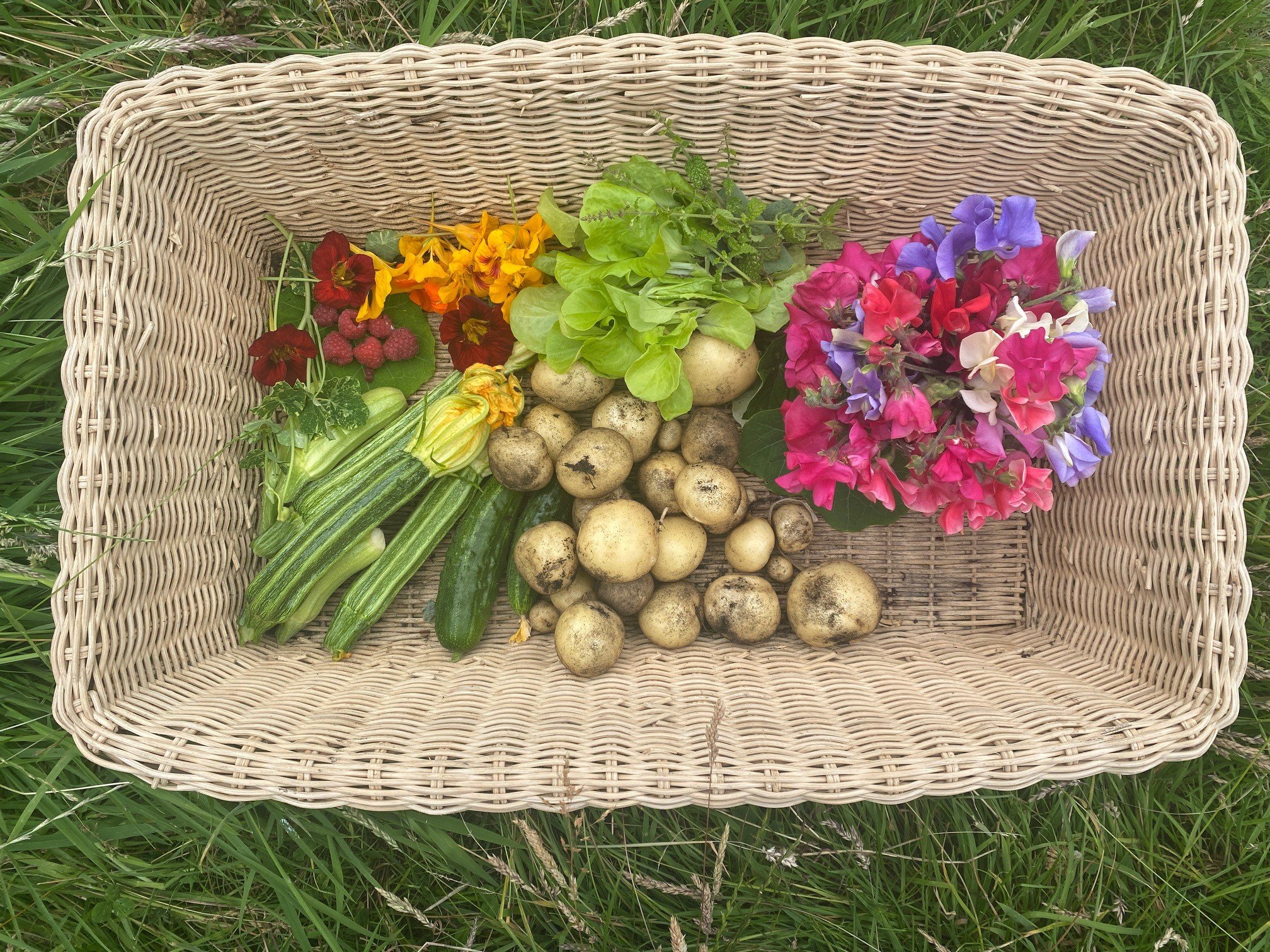 harvest sweet peas.jpg