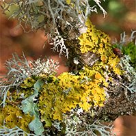 The texture found in species of lichen has inspired Claire Quick jewellery