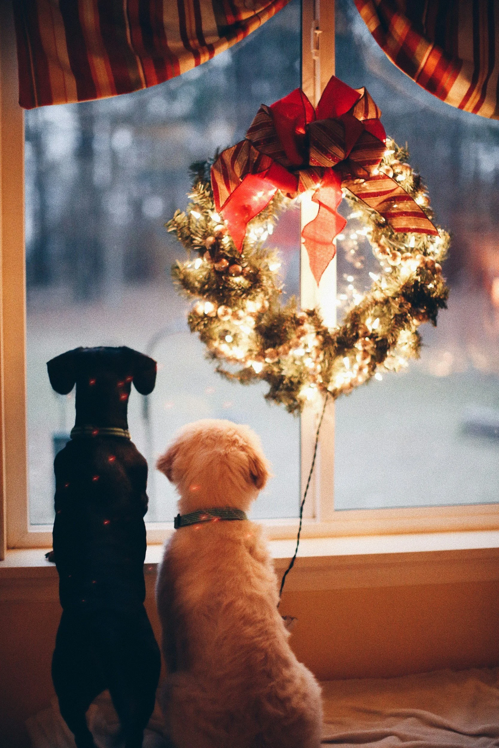 2 small dogs look out of a window with a light up christmas wreath above them