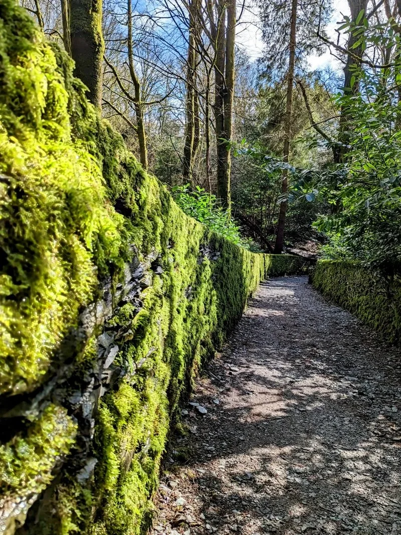 Forest bathing near Lake Windermere on a Yoga Retreat