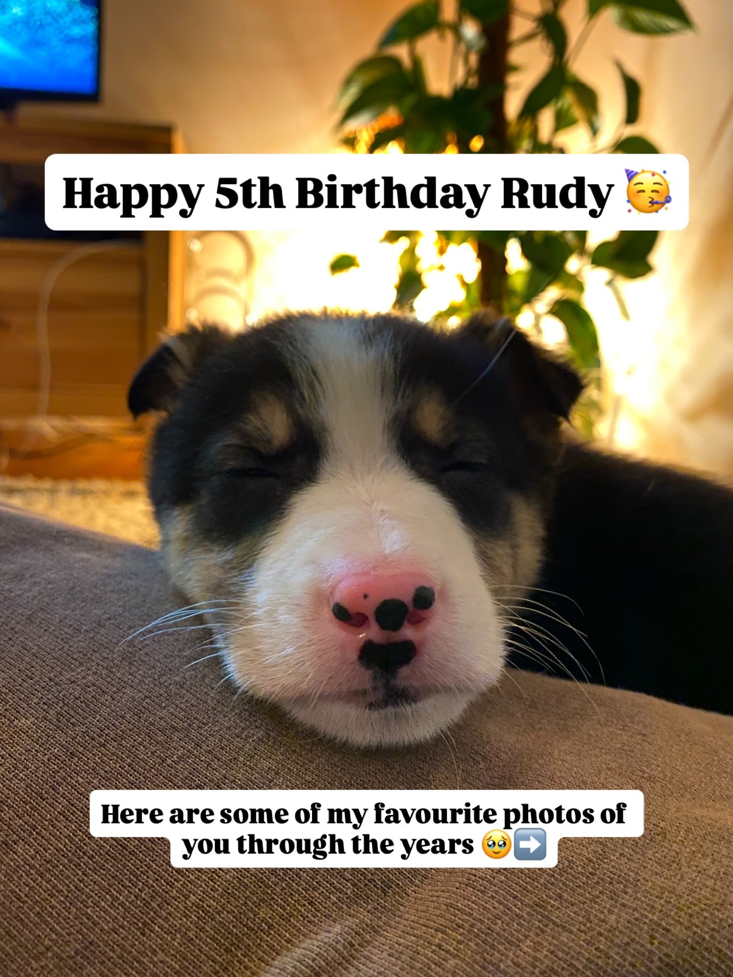 My inspiration, my reason for it all and the reason I&rsquo;m still here 🫶 Happy birthday you nutter 🍗🦴🧀🍔🥳🍪

To his disgust there was a cat in our garden today coming to wish him a great day but ruined it 😂