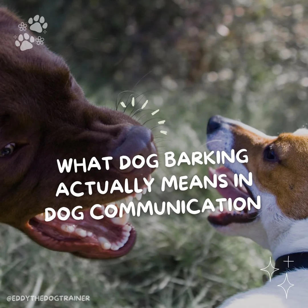 People come to me with this ALL the time and labelling their dog as reactive or aggressive. But we have to take a step back.

The problem is that we often try to stop ✋🏻 the barking in the moment instead of asking WHY it&rsquo;s happening and then p
