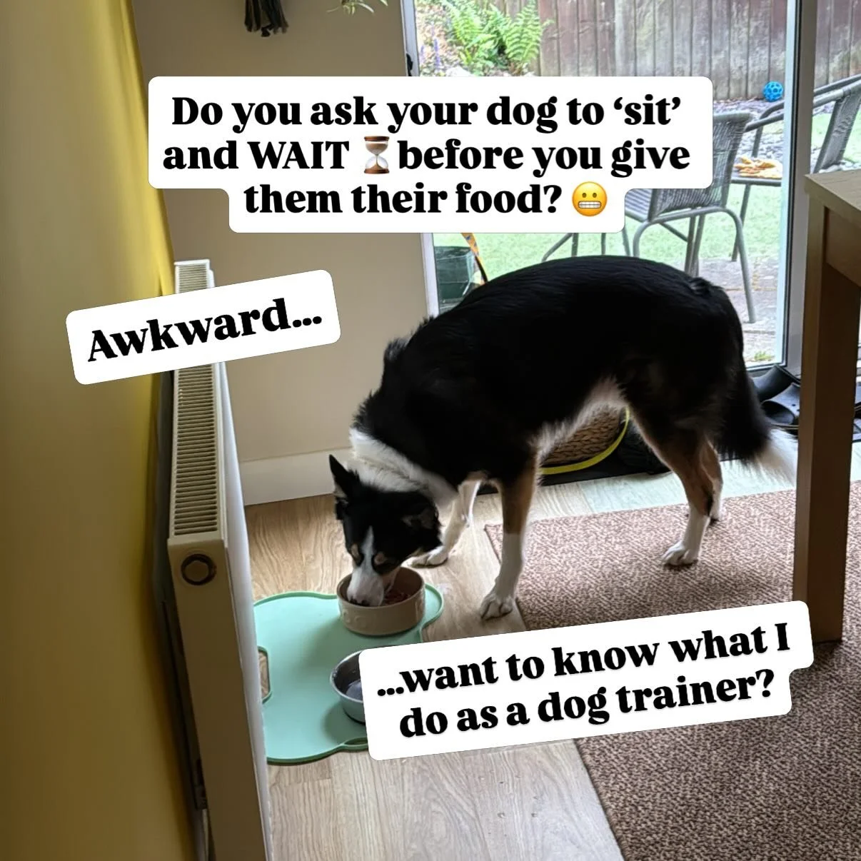 AND STOP PUTTING YOUR HANDS IN YOUR DOG&rsquo;S FOOD OR TAKING IT AWAY TO PROVE SOMETHING! 🙄 

I hear and see this time and time again. 😬

The only thing you&rsquo;re showing by doing that is that food isn&rsquo;t a certainty and creating insecurit
