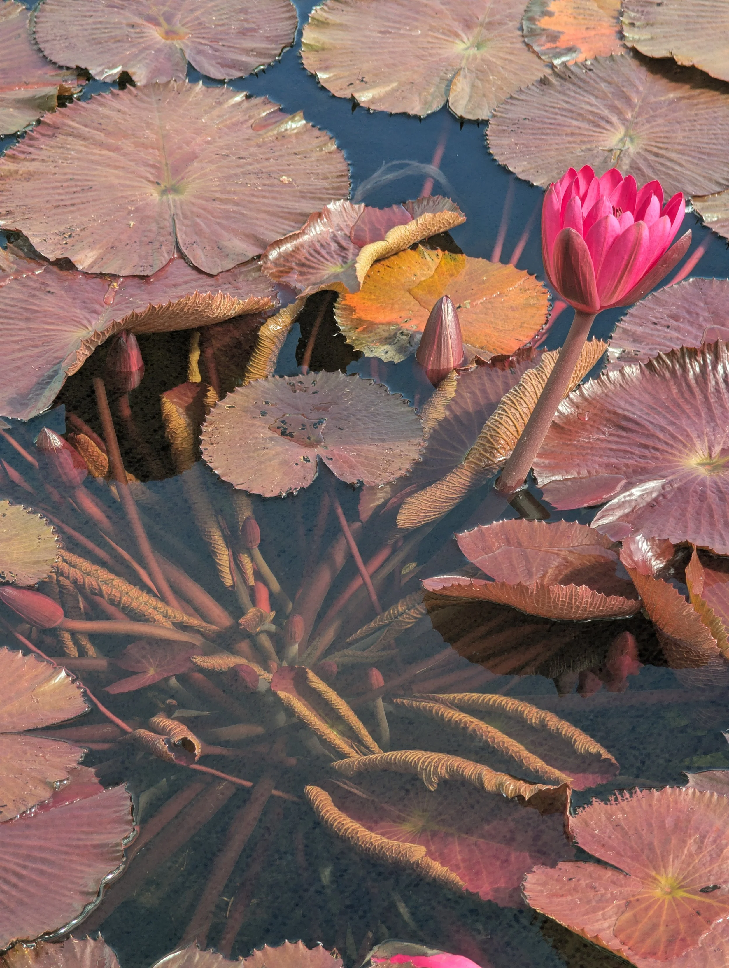 PXL_20260922_191202240.jpg
