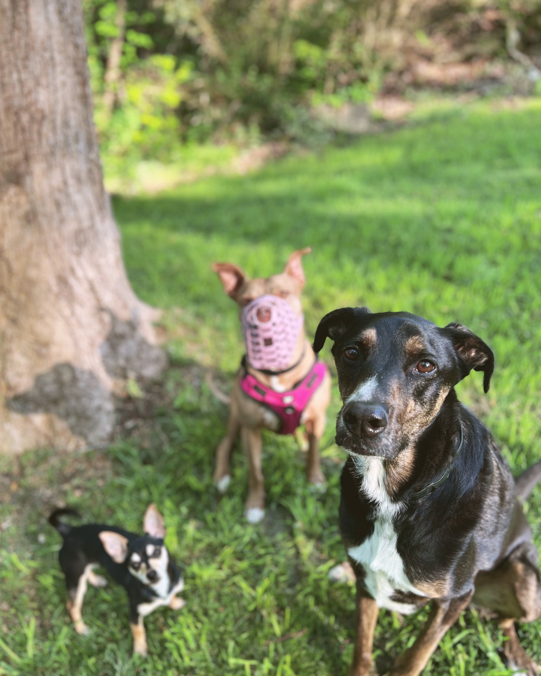 A large black mixed breed dog sits for the camera, with two other dogs out of focus behind him.