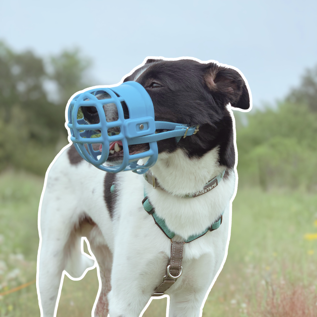 I’m a certified dog trainer who behaviorally euthanized my dog and these are the lessons that he taught me.