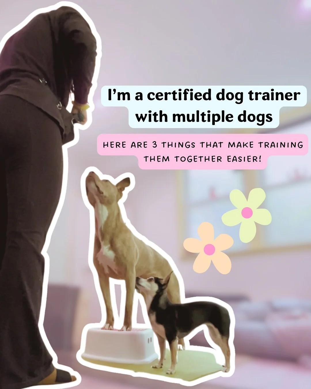 Having multiple dogs is so fun and also can be very chaotic when it comes to training them together!
If your dogs are anything like mine, they loooove to train, they loooove snacks, and they don’t always love waiting their turns.
These are 3