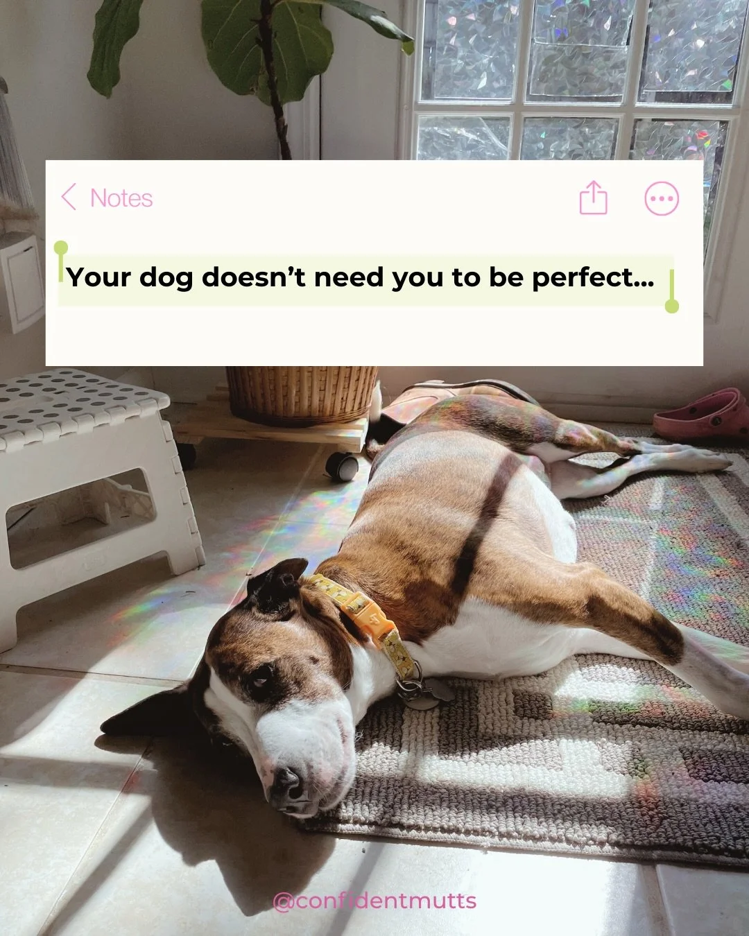 Friendly reminder that your dog doesn&rsquo;t care that you&rsquo;re not perfect! They care that you&rsquo;re you and that you meet their needs!

Us neurodivergent dog parents can really get stuck in that cycle of wanting to do everything perfectly f