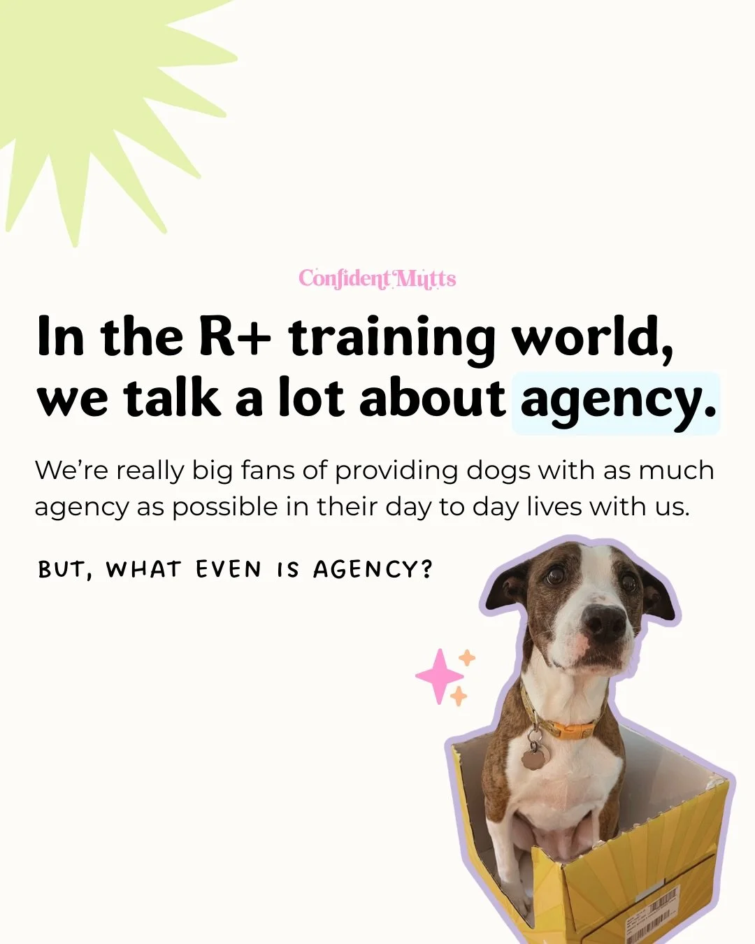 We loooooove agency! It&rsquo;s a big part of our training plans, especially for big feelings dogs.

One of my favorite parts of providing dogs with more choice in their day to day lives is seeing them become so confident and watching their personali