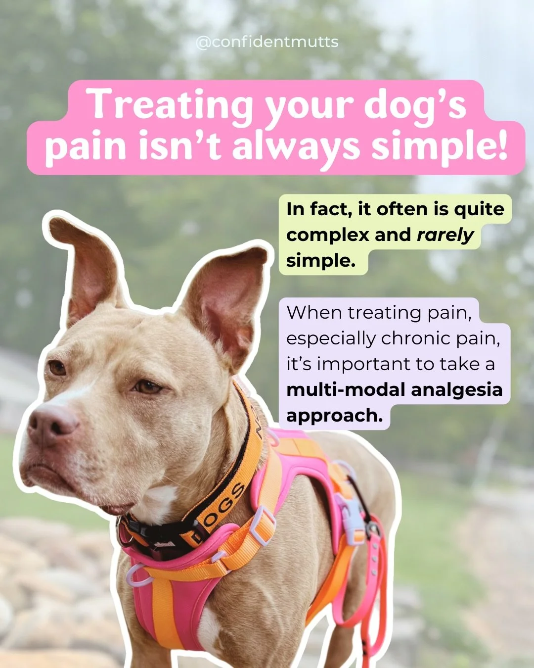 As a girly with chronic pain, I&rsquo;m begging you to take your dog&rsquo;s pain seriously!

Throughout my 8+ years working in the pet professional world, I have seen so many cases where dogs struggling with behavior issues also have underlying pain