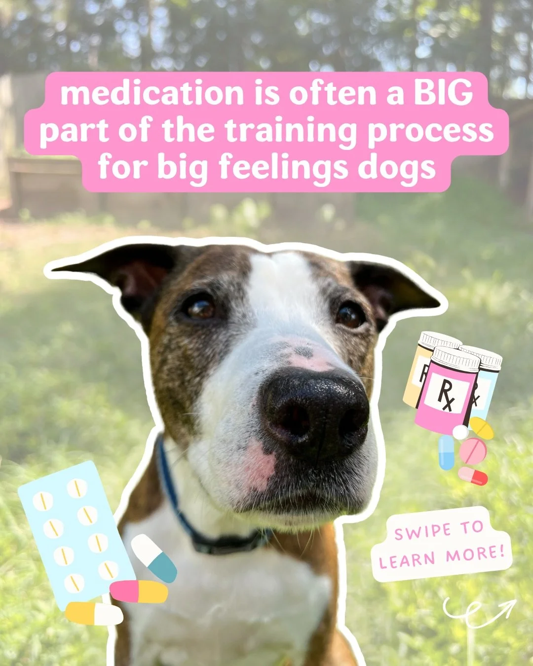 Medication is not a religion! It is not something that you believe in! We&rsquo;re going to be screaming that one from the rooftops!

There is still so much stigma around the use of medication in dogs and in people. As people who take multiple medica