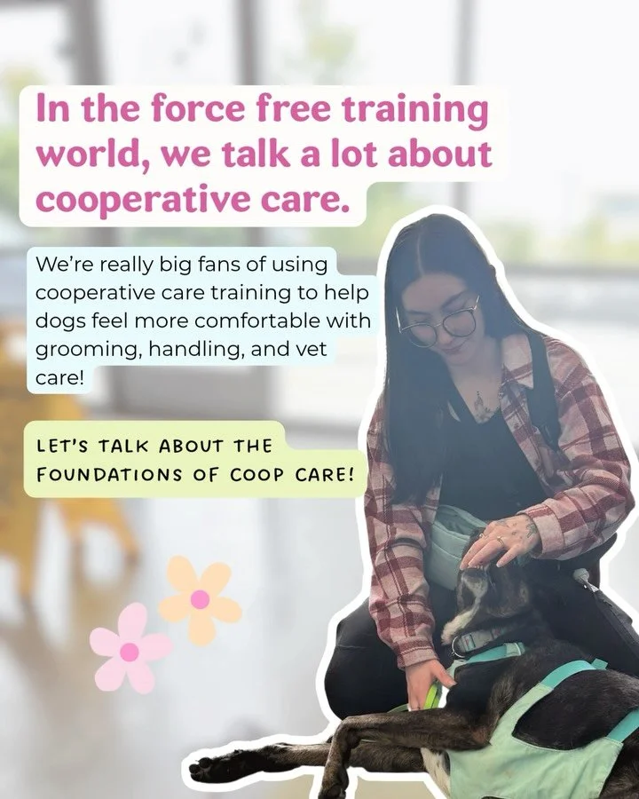 We love cooperative care and think it&rsquo;s so so so valuable! 

Not only does it make care tasks and vet visits less stressful for your dog, it also helps to make these visits less stressful for you AND the vet or grooming staff. As someone who wa