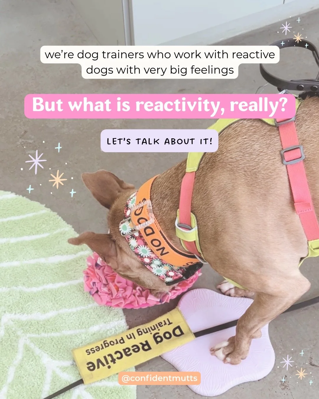 Reactivity is an umbrella term that we use in the dog training world similarly to the neurodivergent umbrella term! It is a way we can broadly label dogs that struggle with big feelings due to underlying reasons. 

Reactivity is also widely misunders