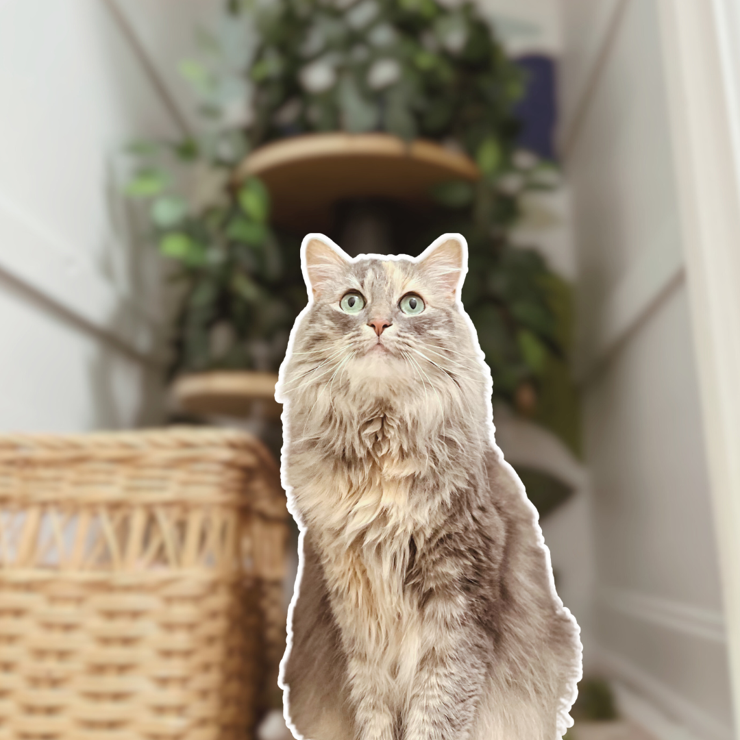 Why does my anxious cat only pee once a day?