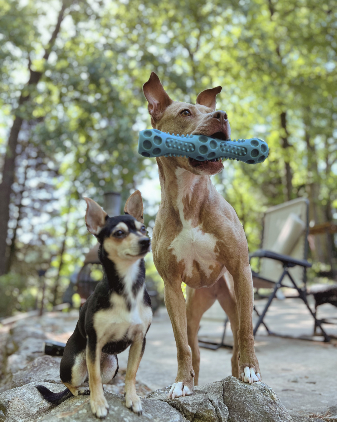 A small black & tan chihuahua stands next to a larger tan pittie mix.