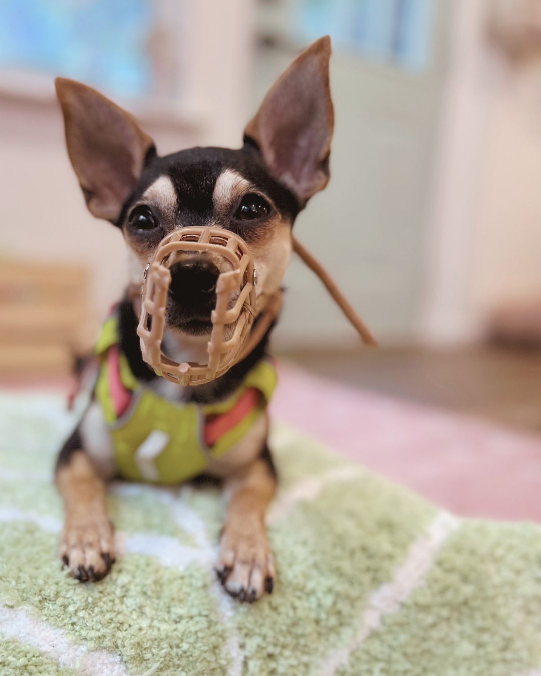 A small black and tan chihuahua with big ears, wearing a beige colored muzzle.