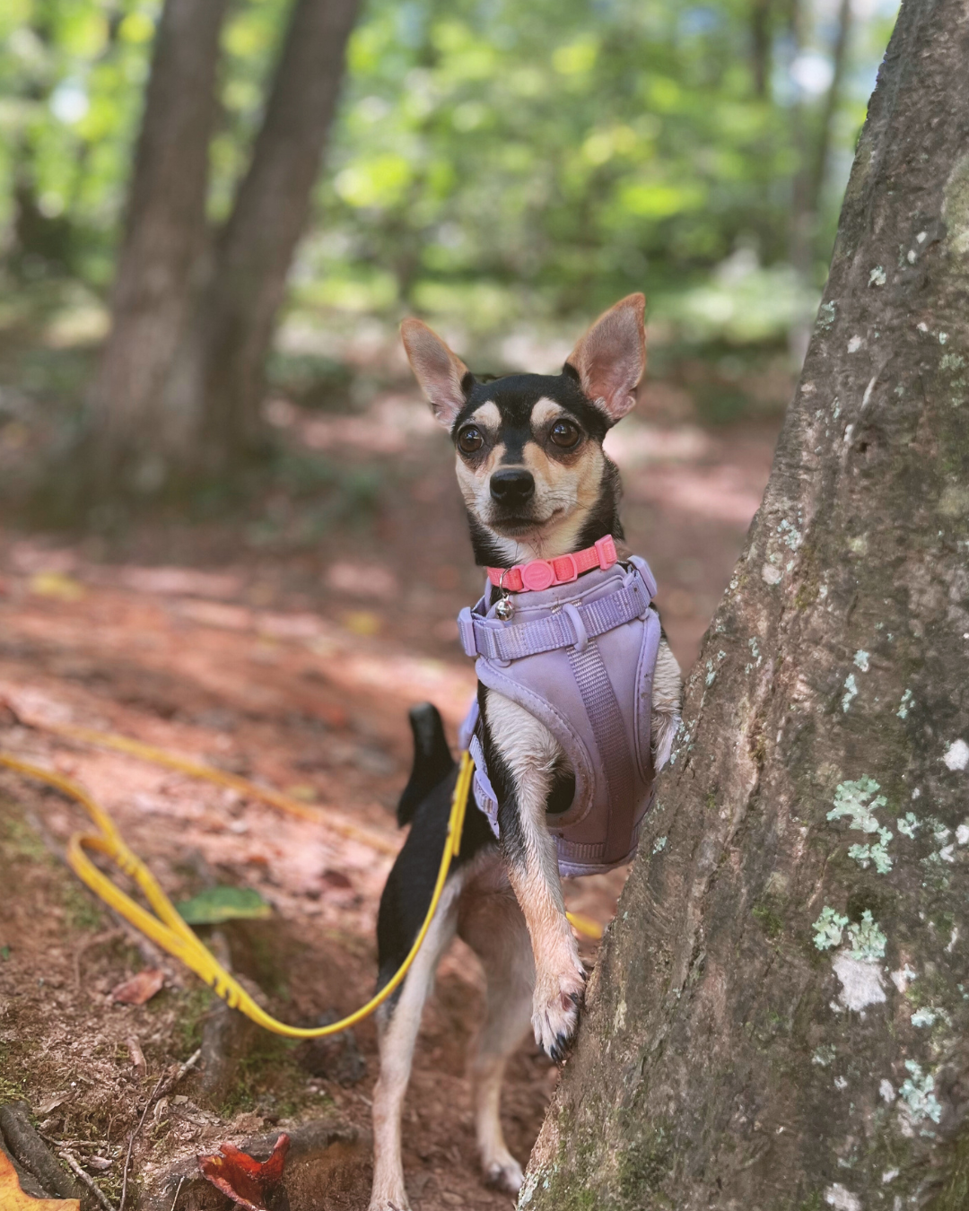 A tiny black and tan chihuahua in a purple harness stands with her front paws on the trunk of tree.