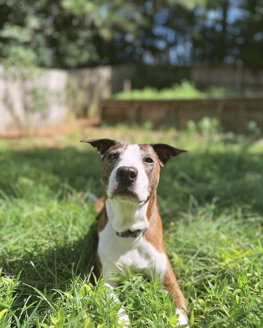 A brown brindle dog with a white face lays in the grass in the sun.
