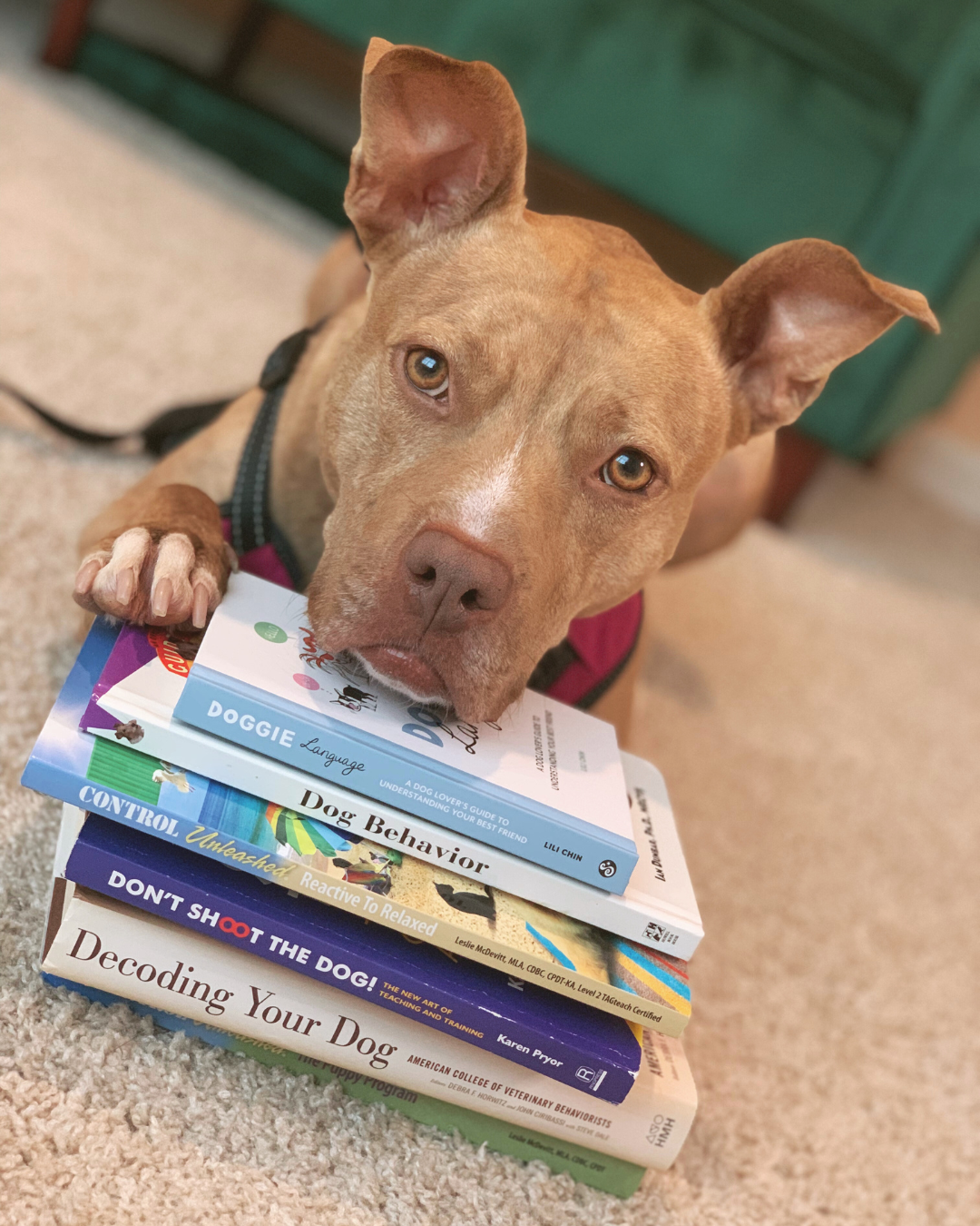 A picture of a tan pittie mix resting her head on a stack of dog training books.