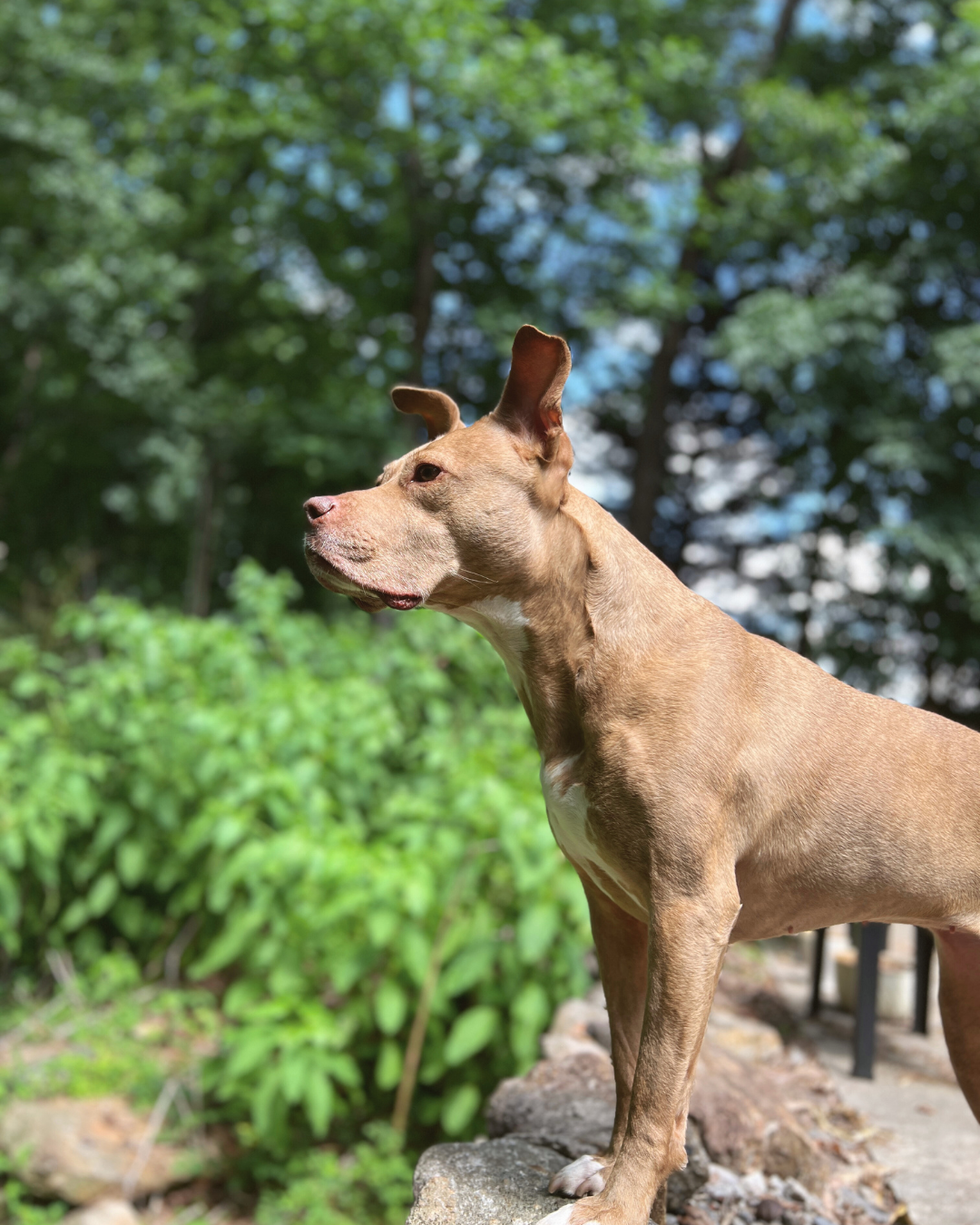 A tan mixed breed dog stands on a rock, looking up into the air.