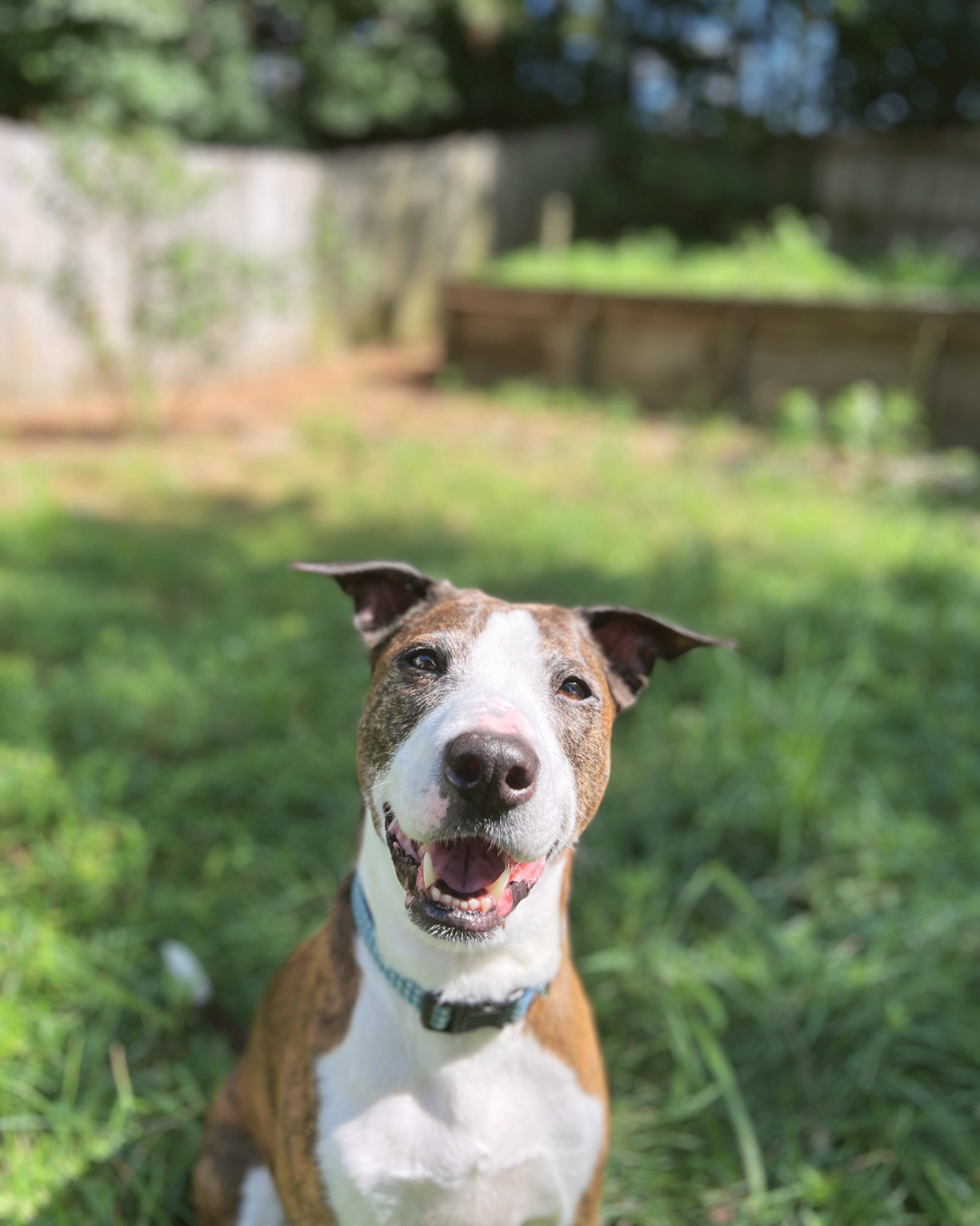 A brown brindle pittie mix with a white face looks at the camera, panting.