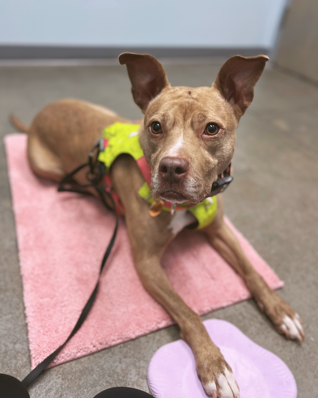 A tan pittie mix with big ears lays on a bath mat in a vet hospital appointment room.