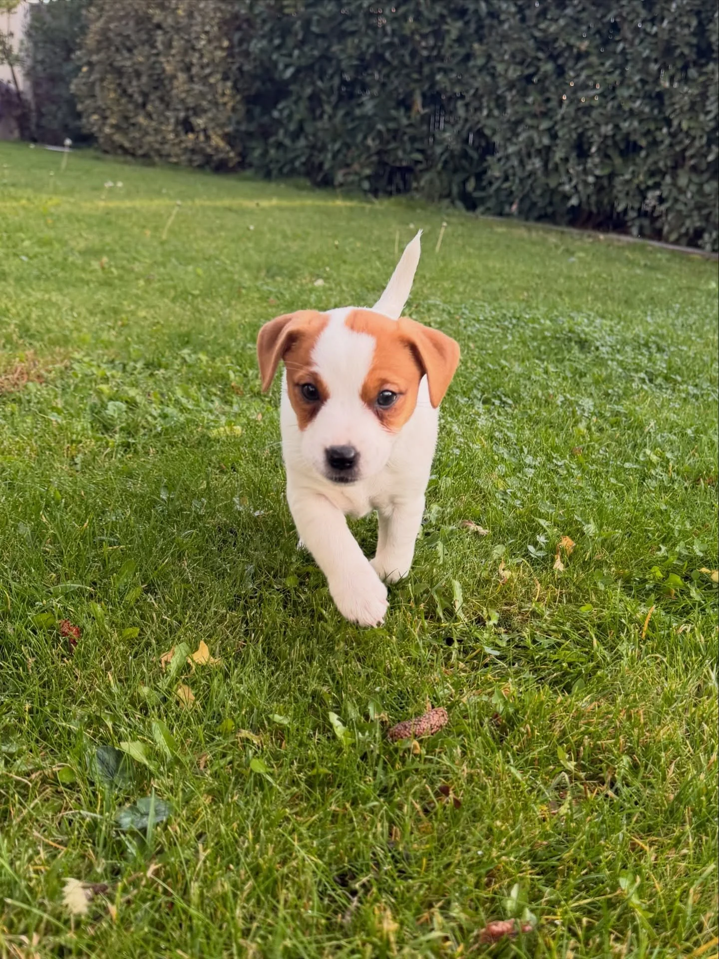 Welcome home Pomie Aperol du Bois de Capsil 🤍🐶

But just call her Pomie 🥰

A French naming rule meant her official name had to start with A this year, so Aperol was the obvious choice if you know me.🍹 

But I wanted to continue with the letter P 