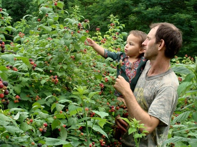 Honeycrisp Apple – East Hill Tree Farm