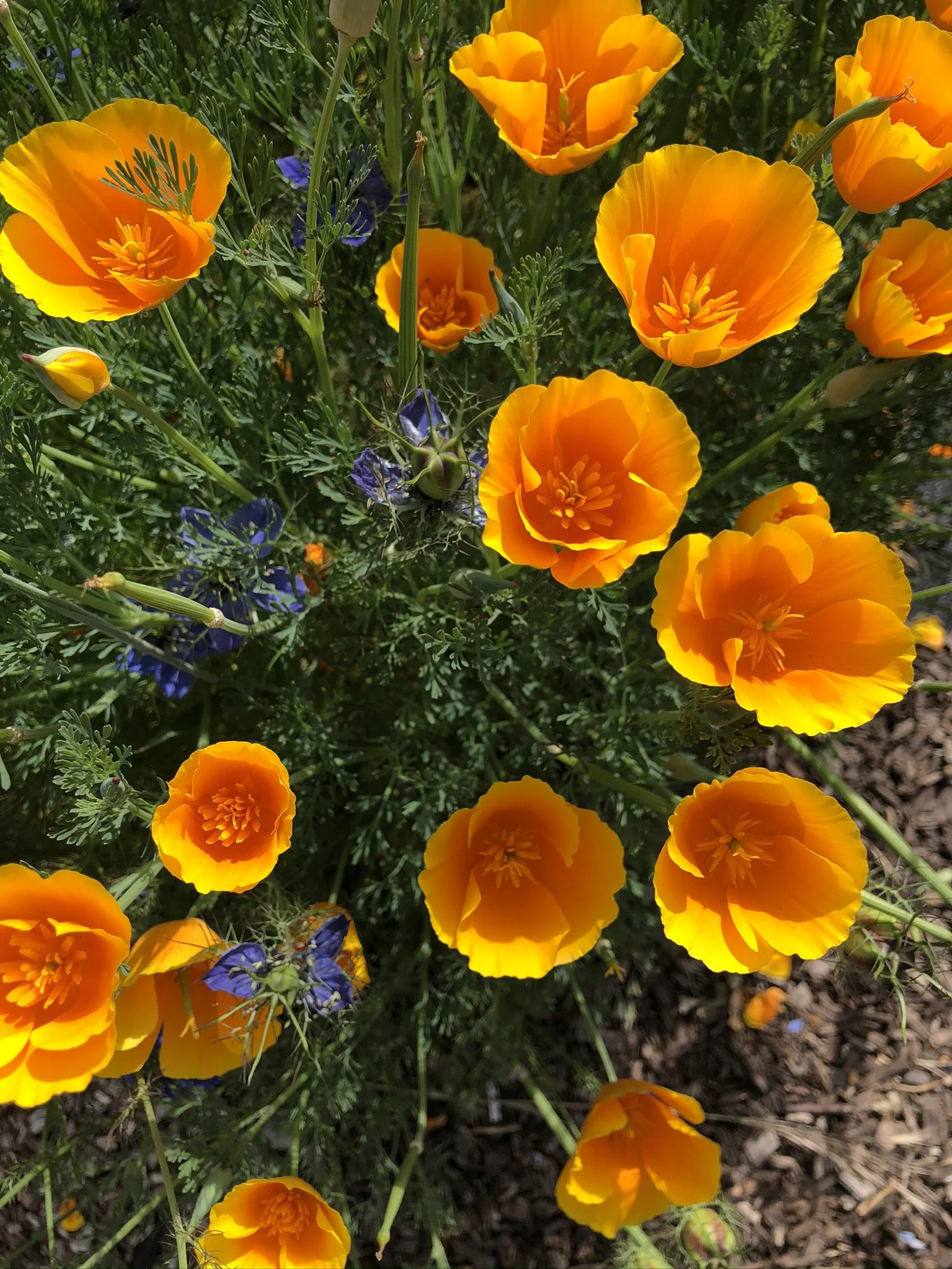 Orange California poppies, blue Nigella