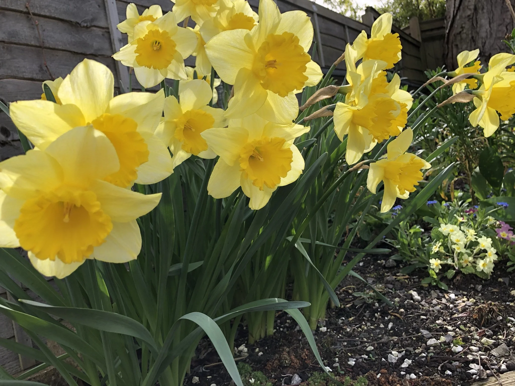 Yellow daffodils