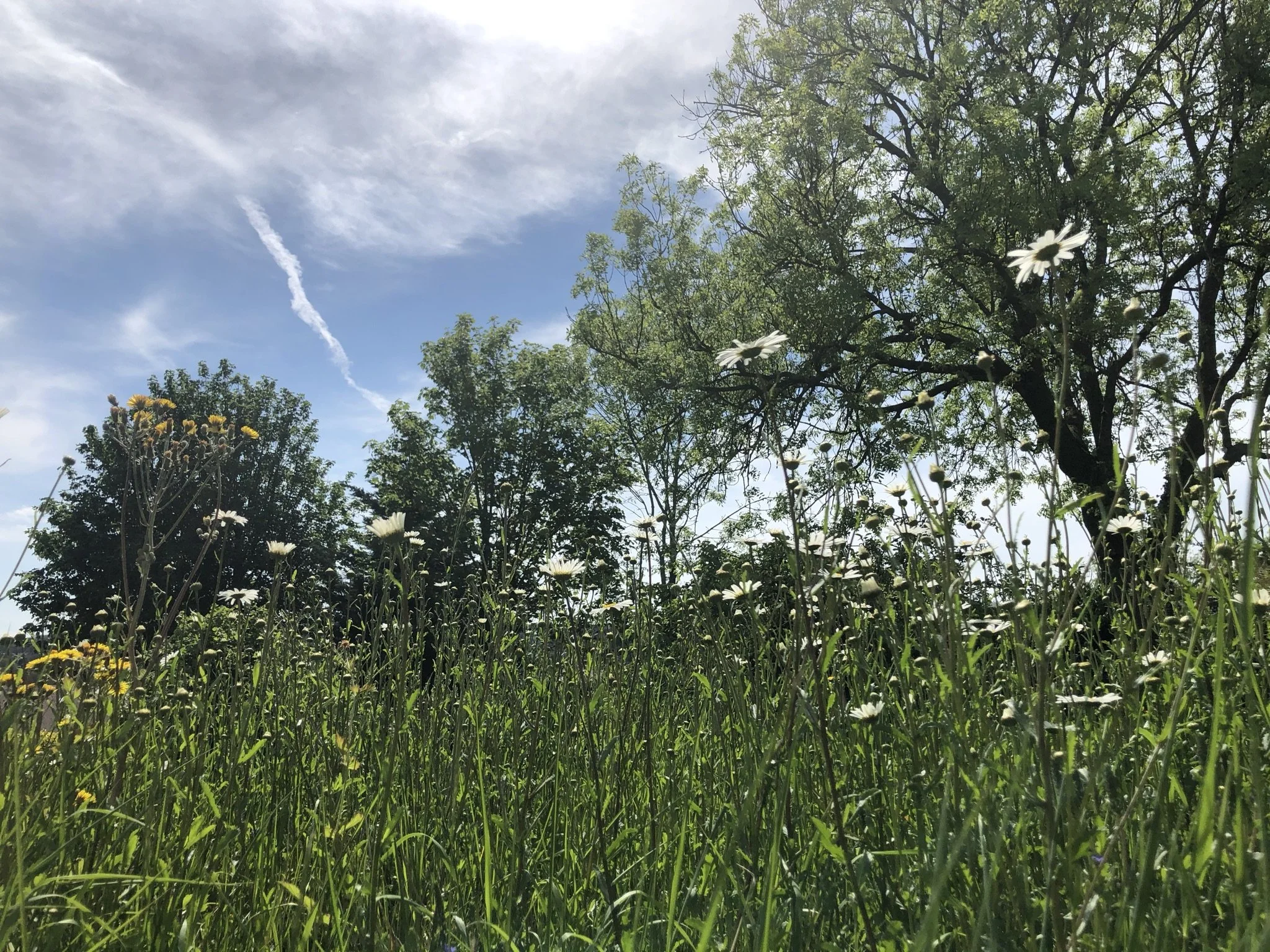 Wildlife garden, grasses, trees, oxeye daisies