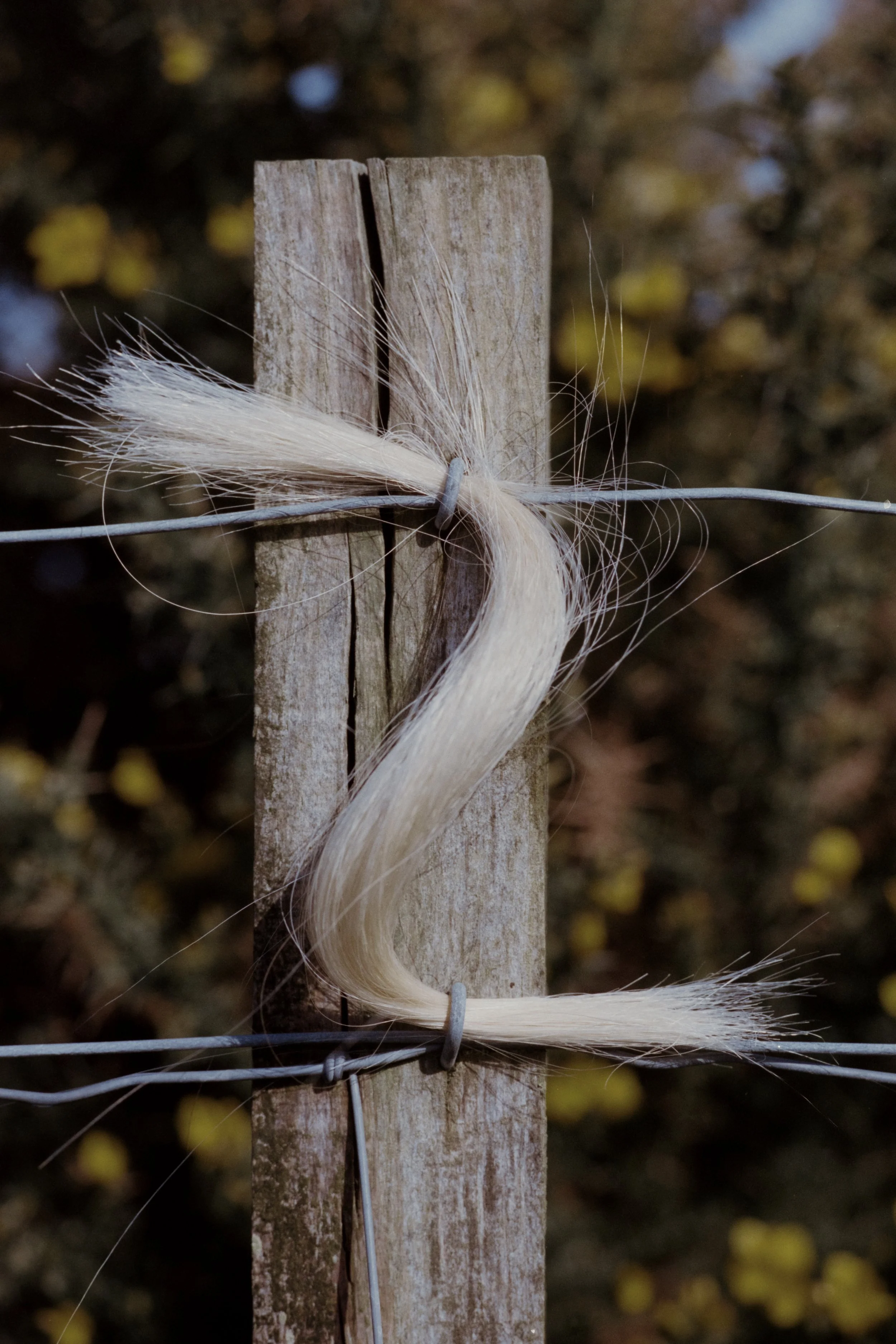 Ruadh_2024_DSCF3529 copy 2 (2).jpg