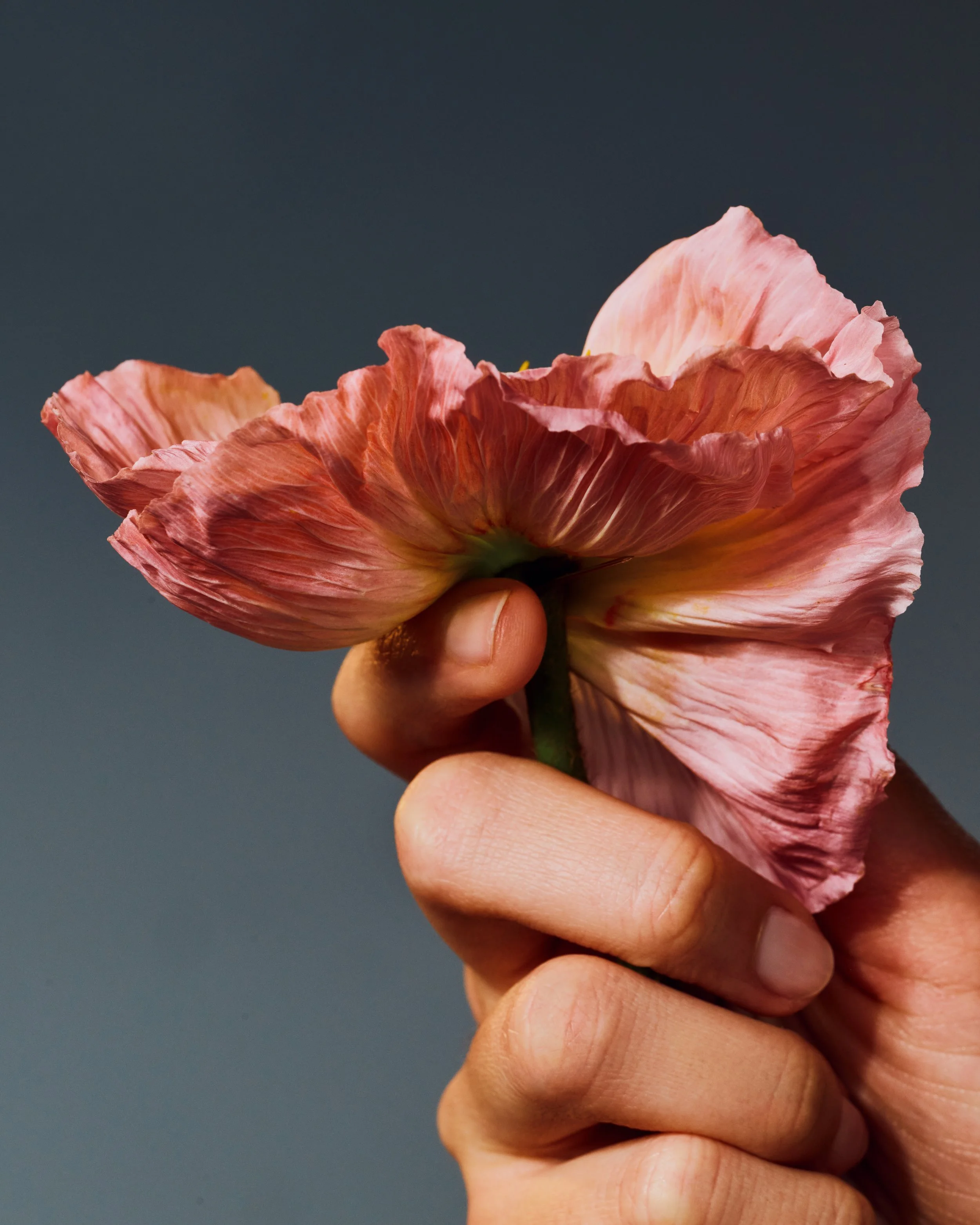 27_BetinaduToit_INDIAN_JASMINE_642 copy.jpg