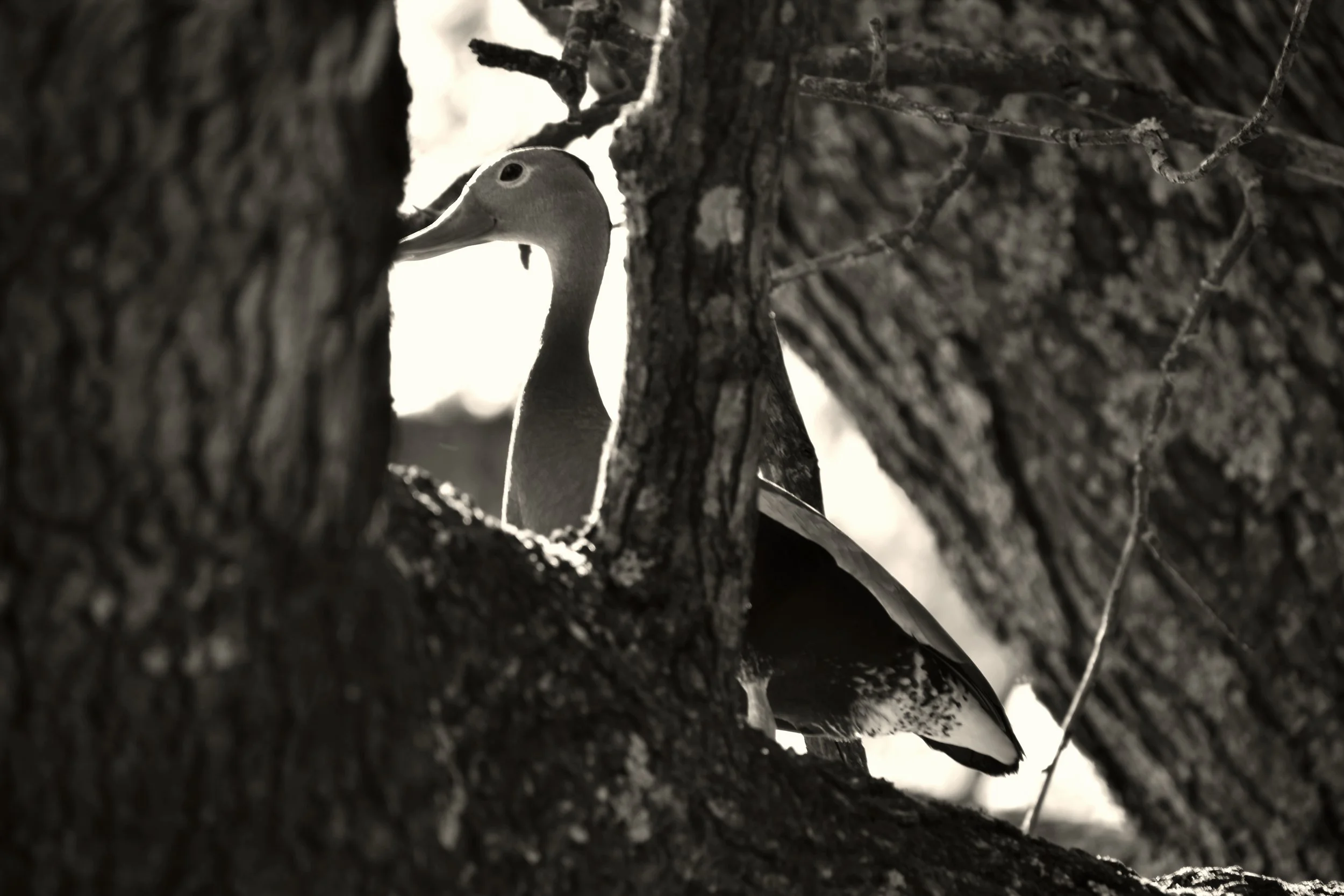 DSC_0013 edited.JPG