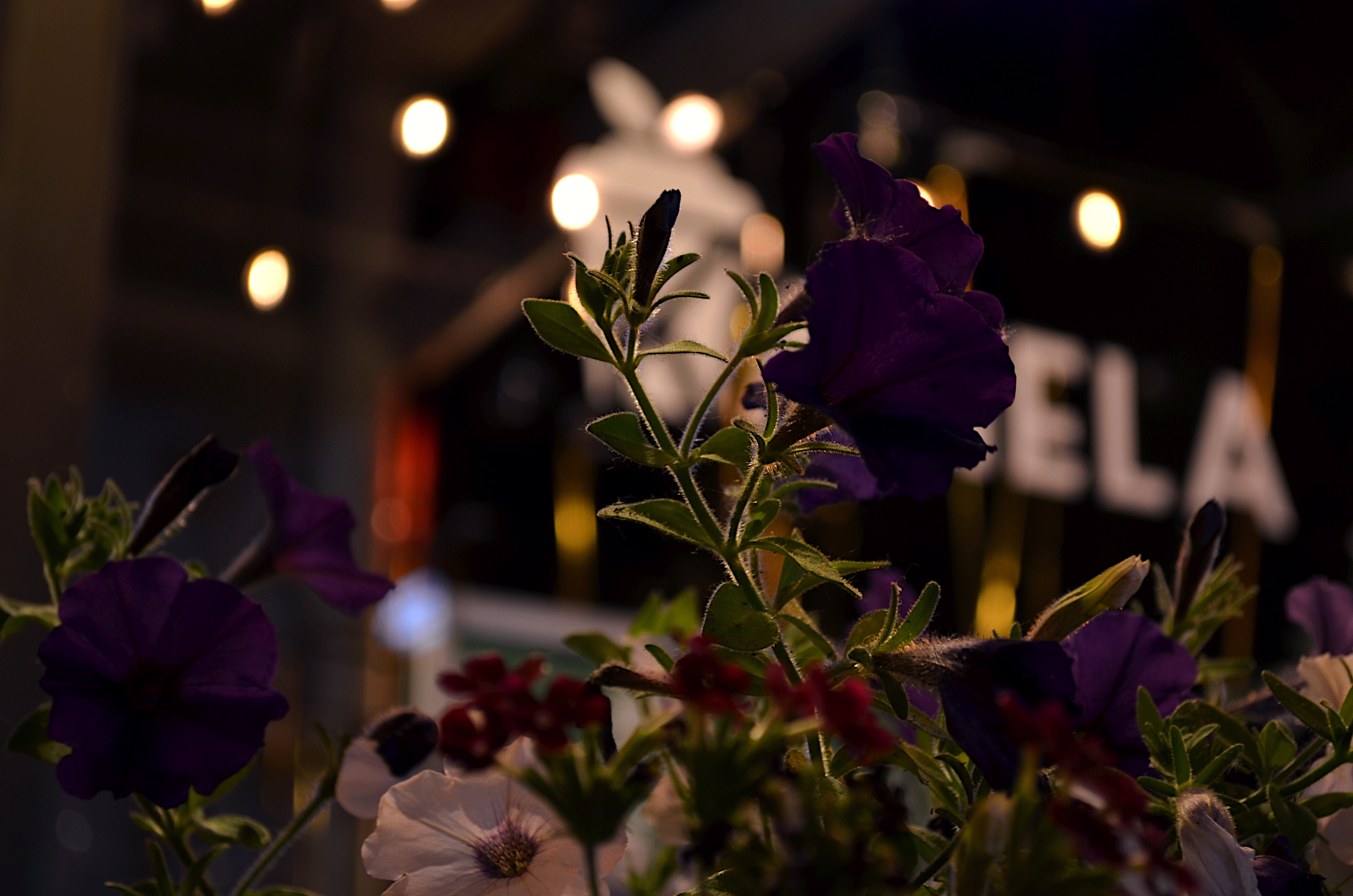 flower.png