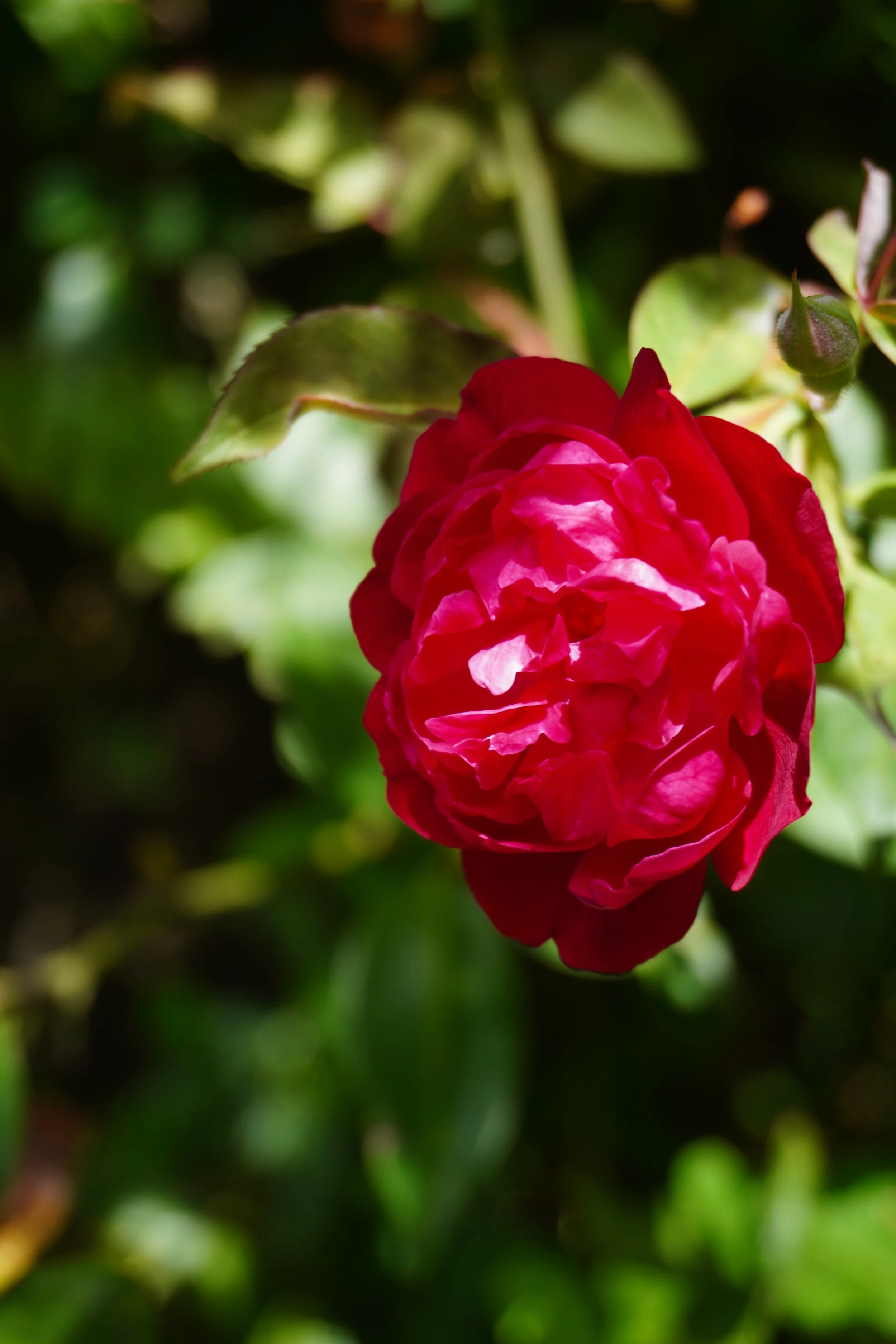 DSC08136.JPG