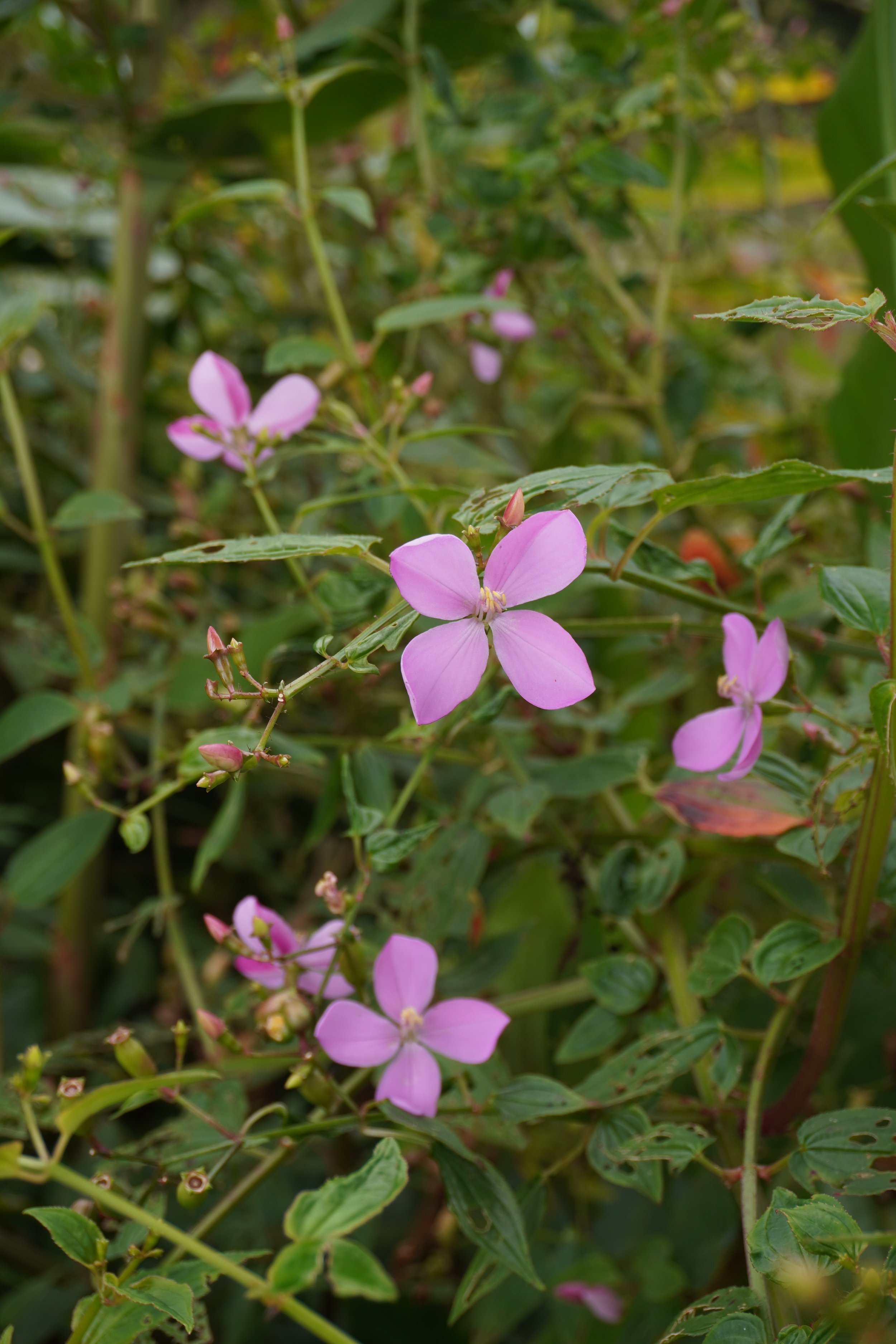 DSC09318.JPG