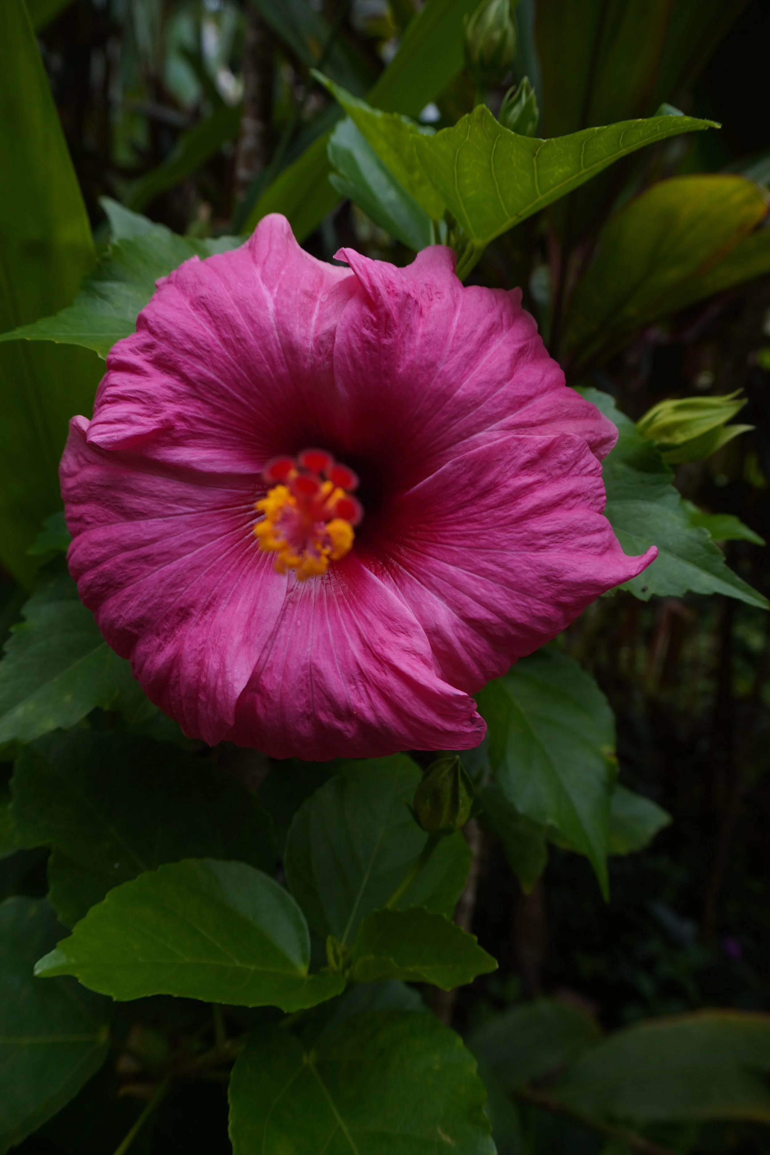 DSC09533.jpeg