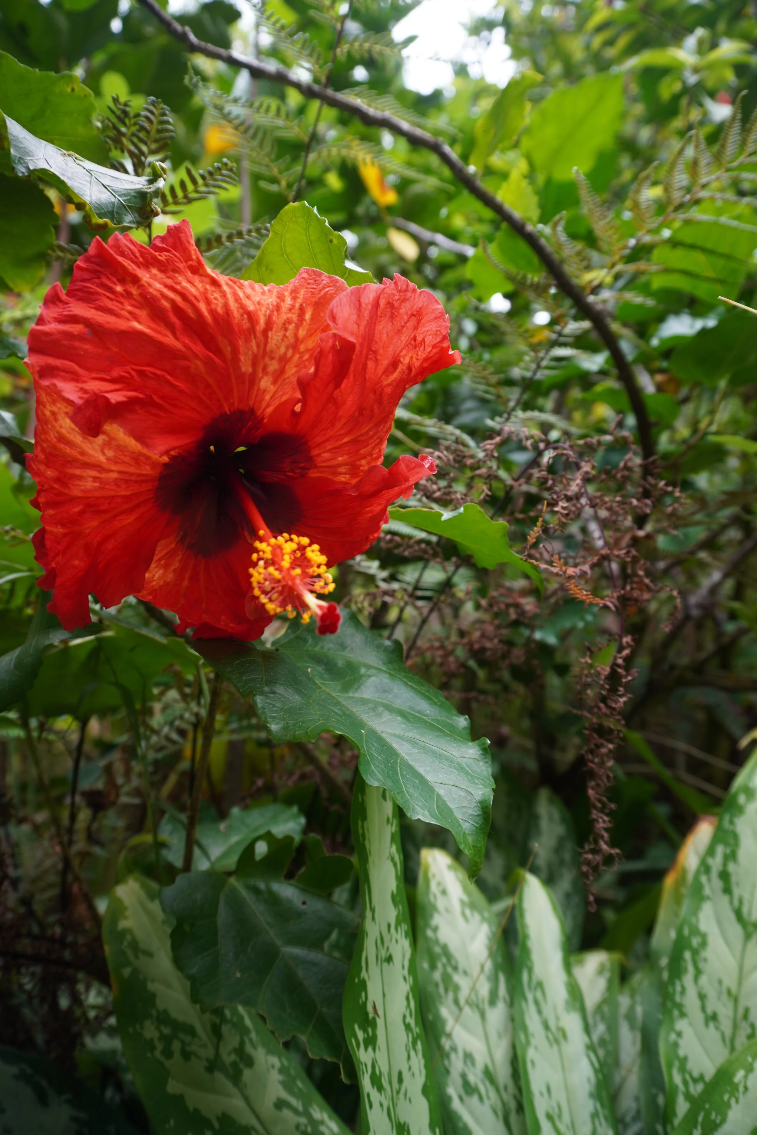 DSC09535.jpeg