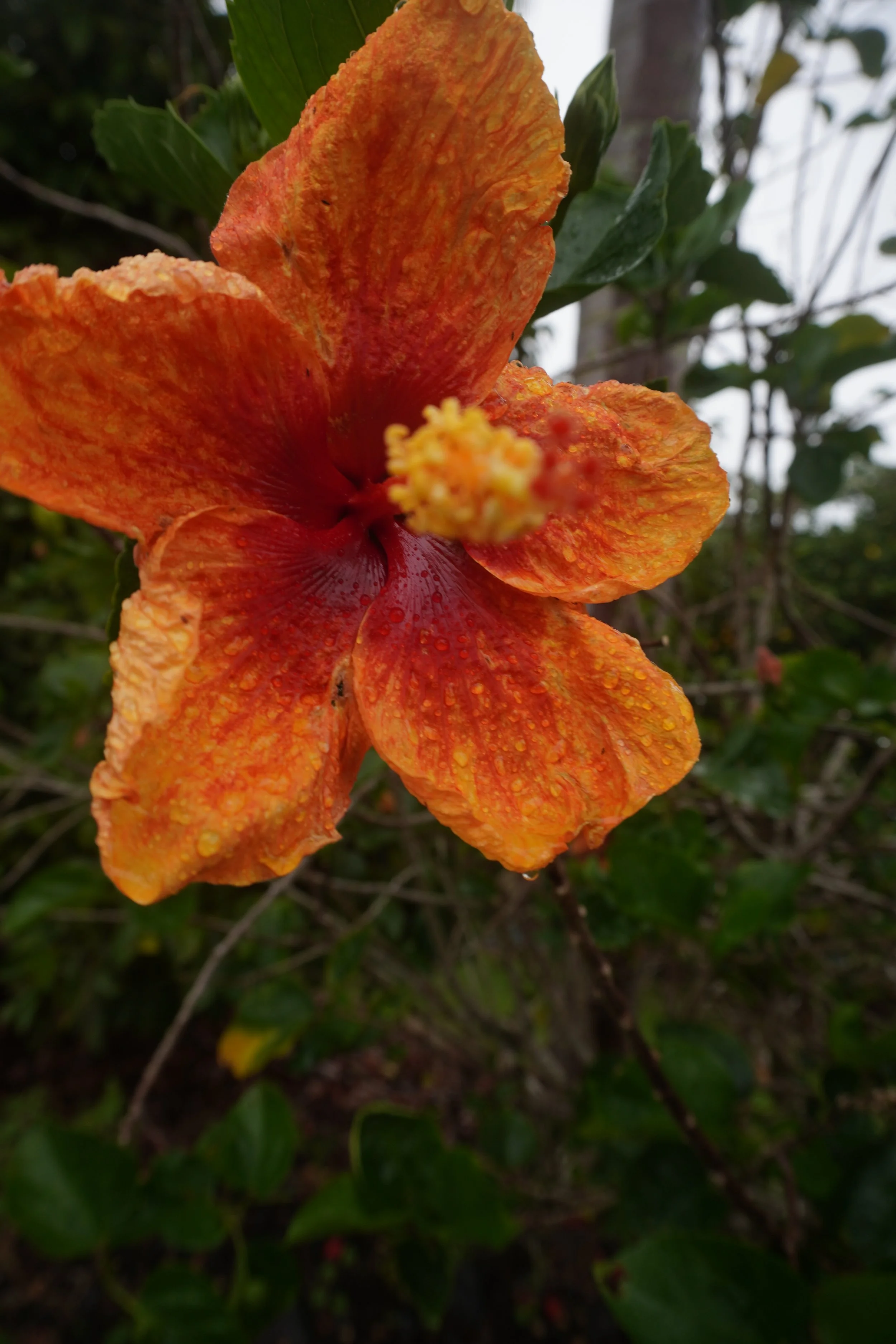 DSC09247.jpeg
