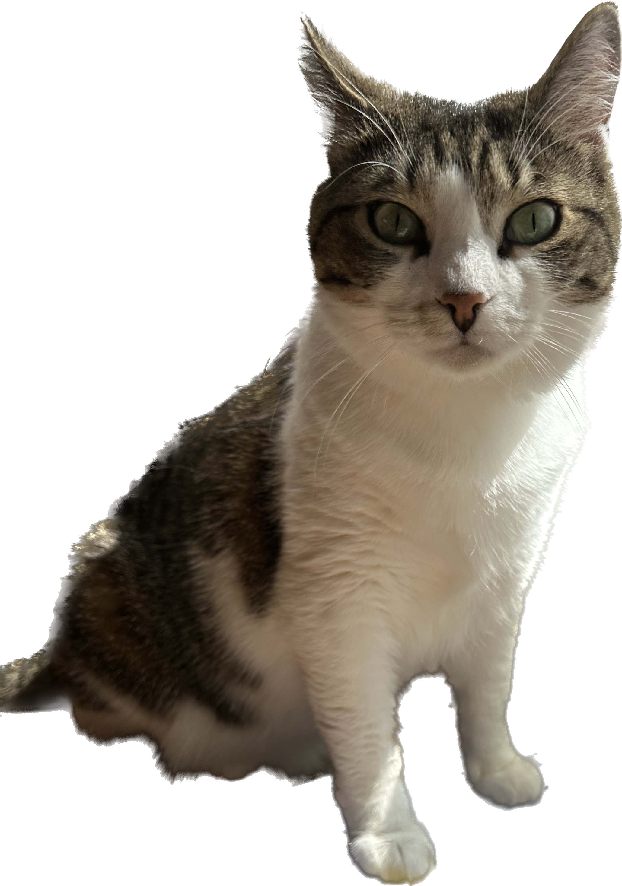 Subject.png