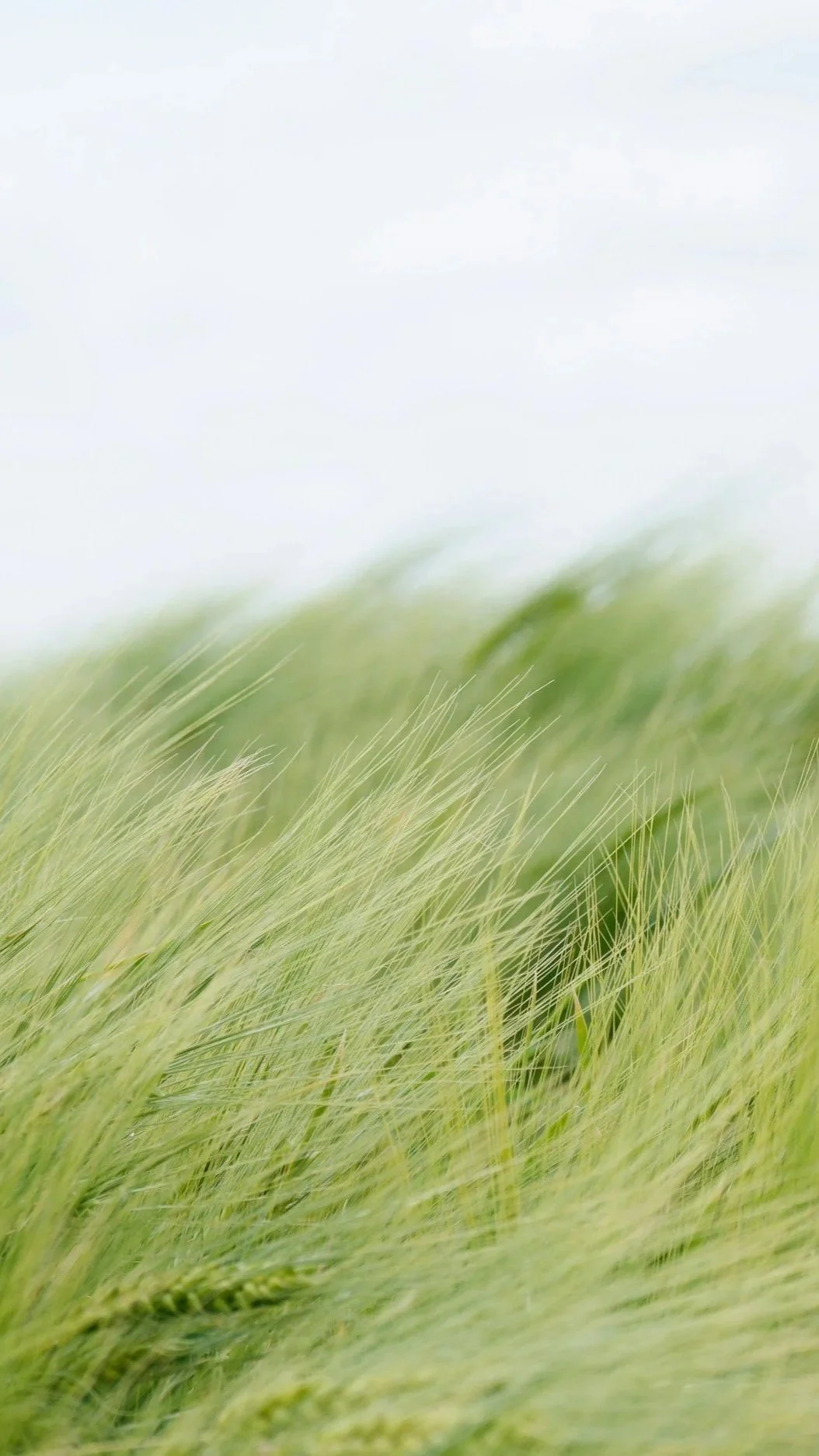 Close-up of green grass blades gently swaying, blurry sky in background.