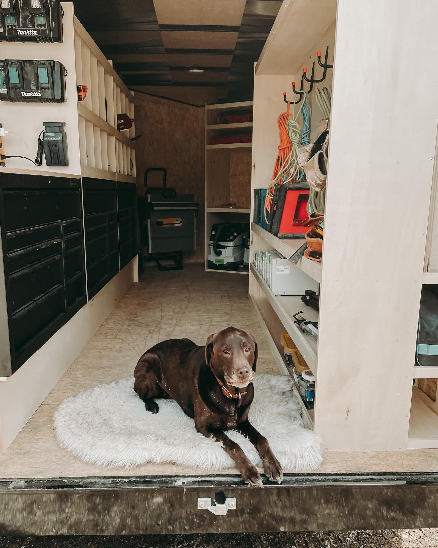 Brought my pawtner to work yesterday. 

Kinder is our almost 12 year old chocolate lab who has spent the last couple years as a shop dog. She&rsquo;s happy to be retired now, but will be coming on the odd job. 🐾

#chocolatelabsofinstagram #carpentry
