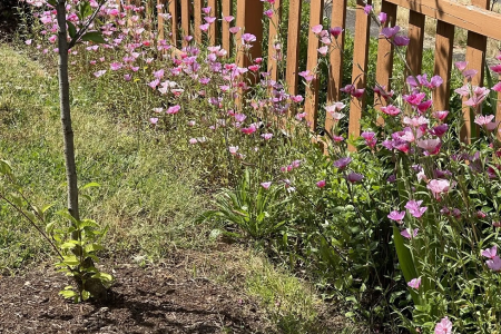 The Impatient (Native) Gardener