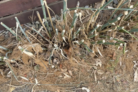 FALL BEE FRIENDLY GARDENING