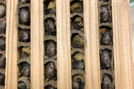 Fall Mason Bee Cocoon Cleaning